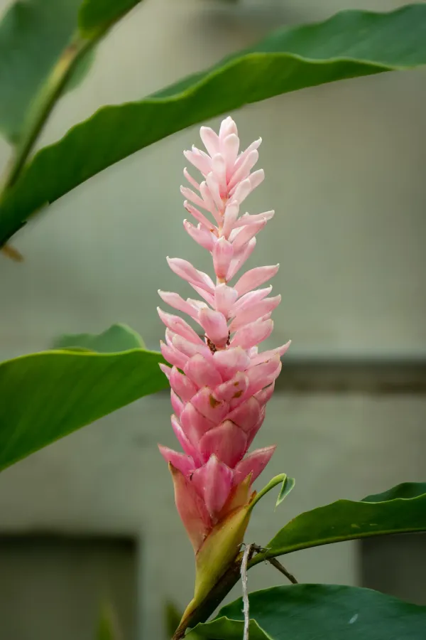 12_Flower