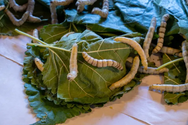 13_Silkworms