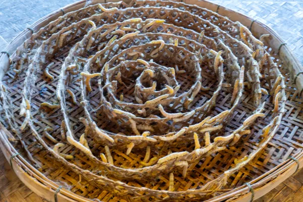 14_Silkworms