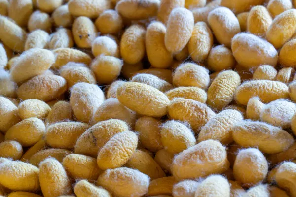 15_Silkworms