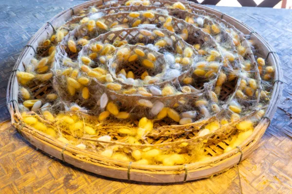 16_Silkworms