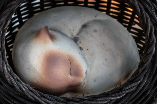 16_Sleeping_Cat
