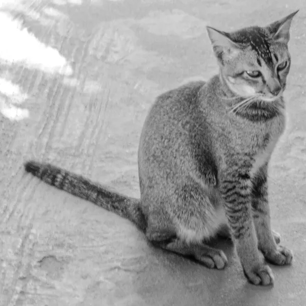 19_Cat