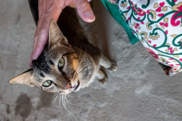 24_Cat