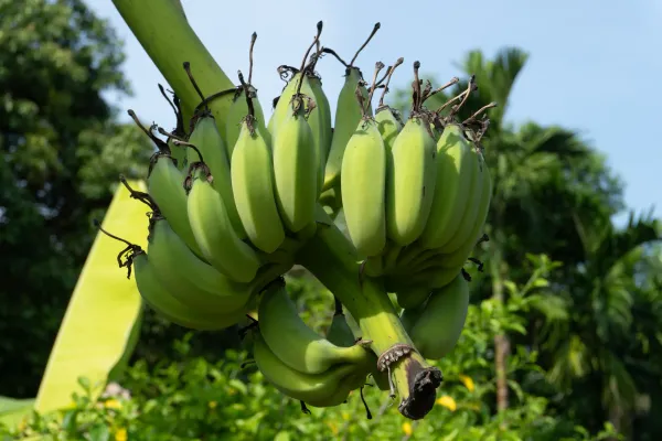 45_Banana