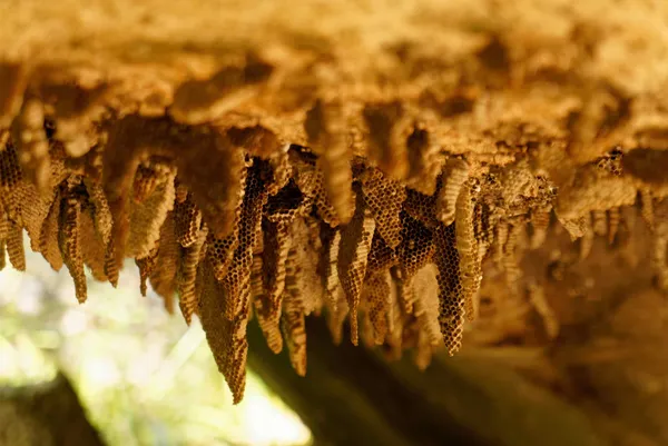 Honeycomb (1)